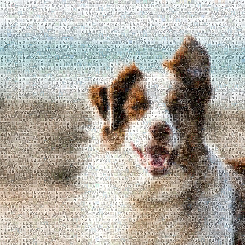 Pet photo mosaic made from favourite memory photos